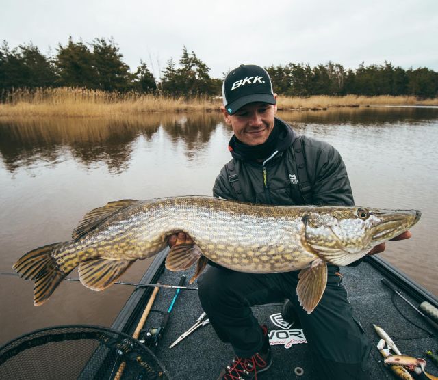 Chunky pike from the shallows, you know it’s a solid fish when your hand sinks in like that😎
@sonbreian 

#bkkhooks #betterstrongersharper #hookyourdream #pike #pikefishing #gäddafiske #esox #esoxfishing #esoxlucius #esoxangler #snoek #hauki #brochet #luccio #northernpike #lurefishing #nokill #pikeangler #freshwaterfishing