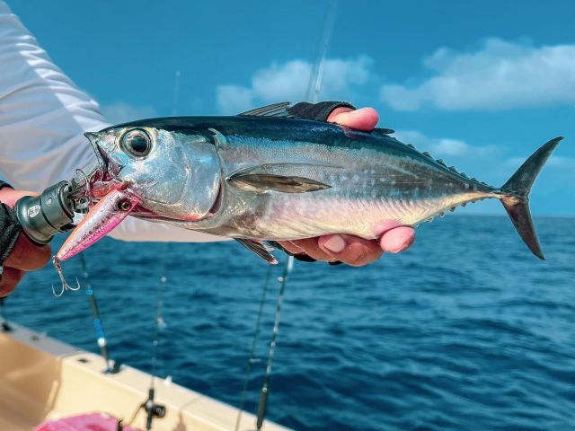 Little longtail hitting on the popper!
@mak_fishing 

#bkkhooks #betterstrongersharper #hookyourdream #longtailtuna #topwater #popperfishing #popping #saltwaterfishing #saltylife #anglerlife #lurefishing #seafishing #treblehook